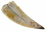 Bargain, Fossil Phytosaur Partial Tooth - Arizona #145002-1